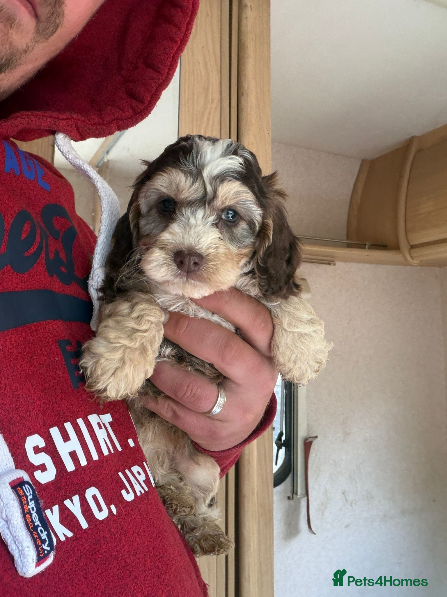 Cockapoo dogs for sale: F1 cockerpoos available  - Advert 3