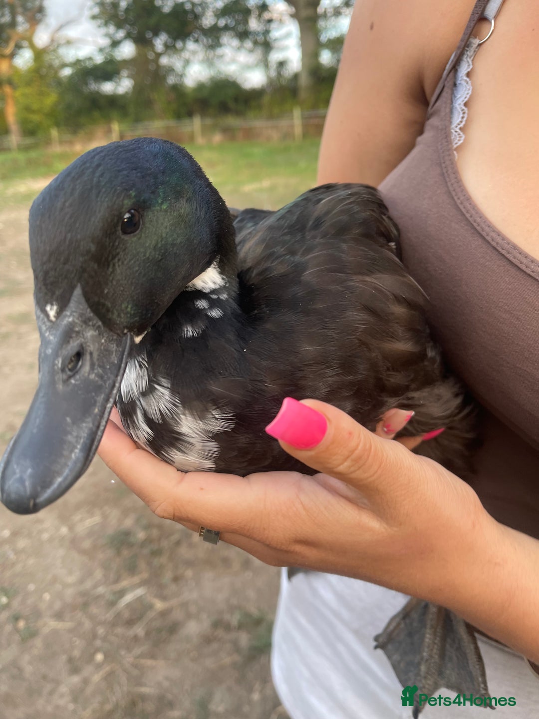 Ducks poultry for sale: Young Cayuga cross drake  - Image 1