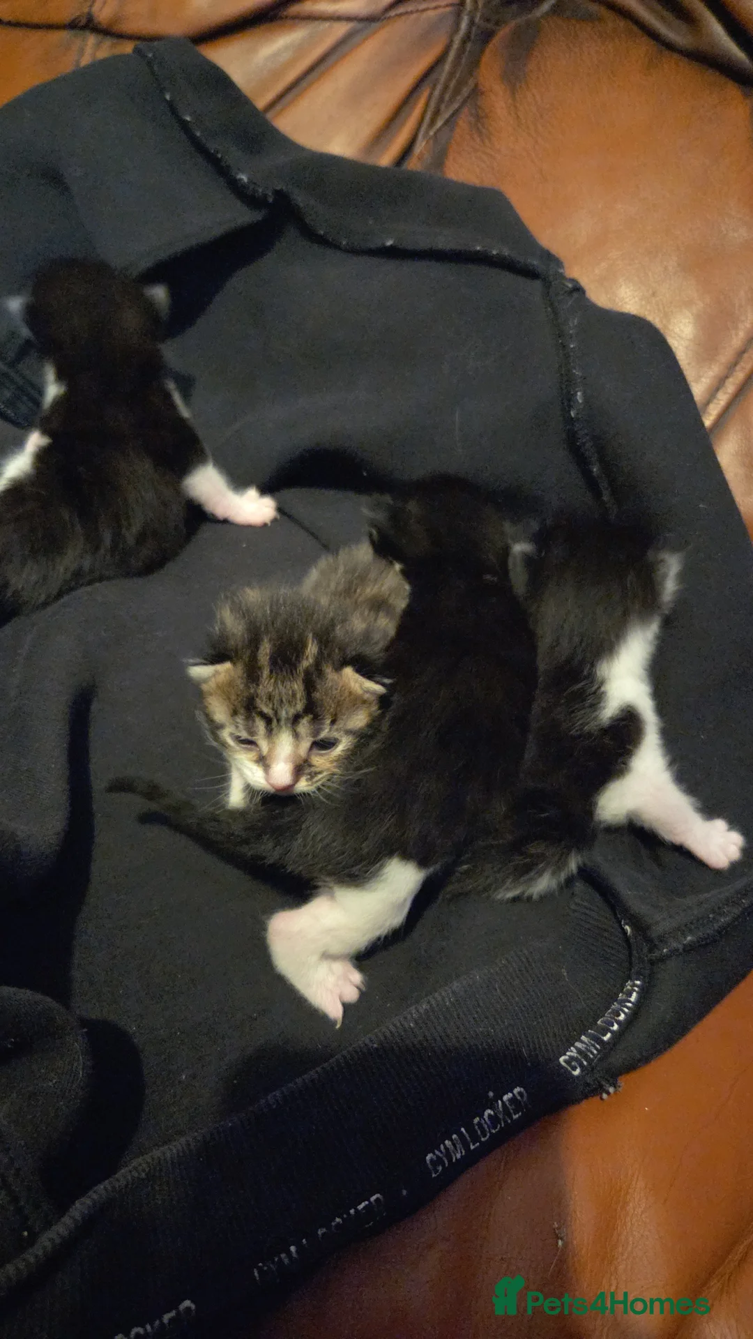 Mixed Breed cats for sale: Kittens for sale - Advert 2
