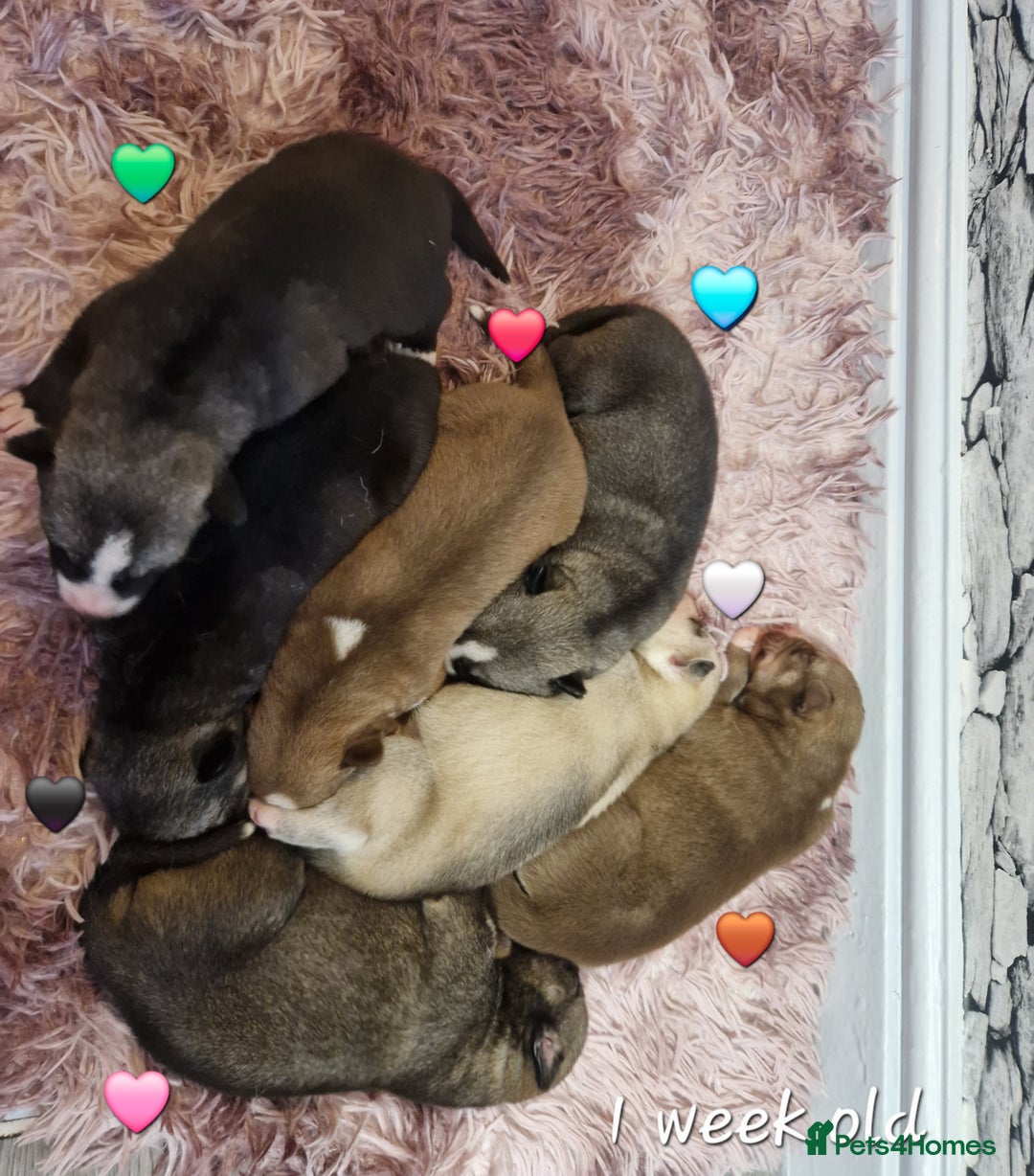 Siberian Husky dogs for sale:  Beautiful Siberian Husky Agouti Puppies ❤️ - Advert 13