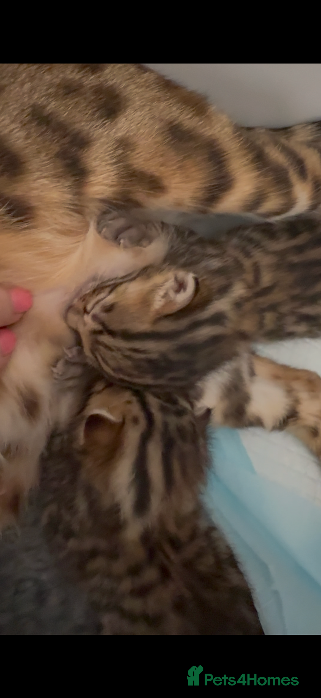 Bengal cats for sale: Exceptional show quality Brown TICA registered 🥰 - Image 4