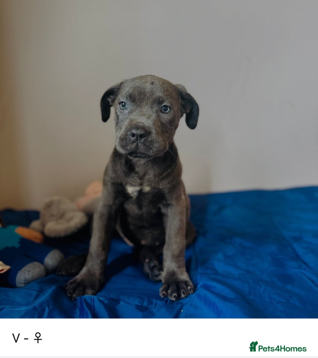 Cane Corso dogs for sale: Purebred Cane Corso Puppies - Advert 12