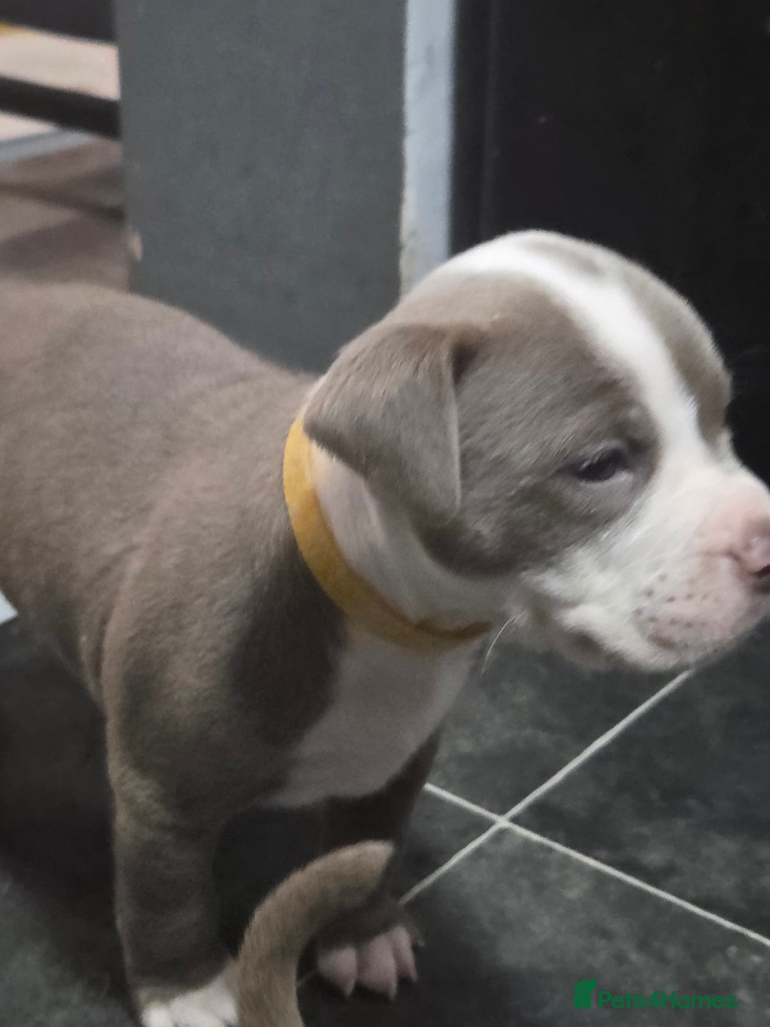 Mixed Breed dogs for sale: Old english bulldog cross american bulldog 😍❤️  - Advert 25
