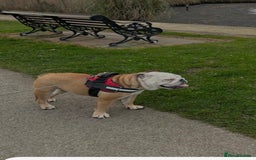 English Bulldog dogs for sale: Beautiful healthy boy  - Image 5
