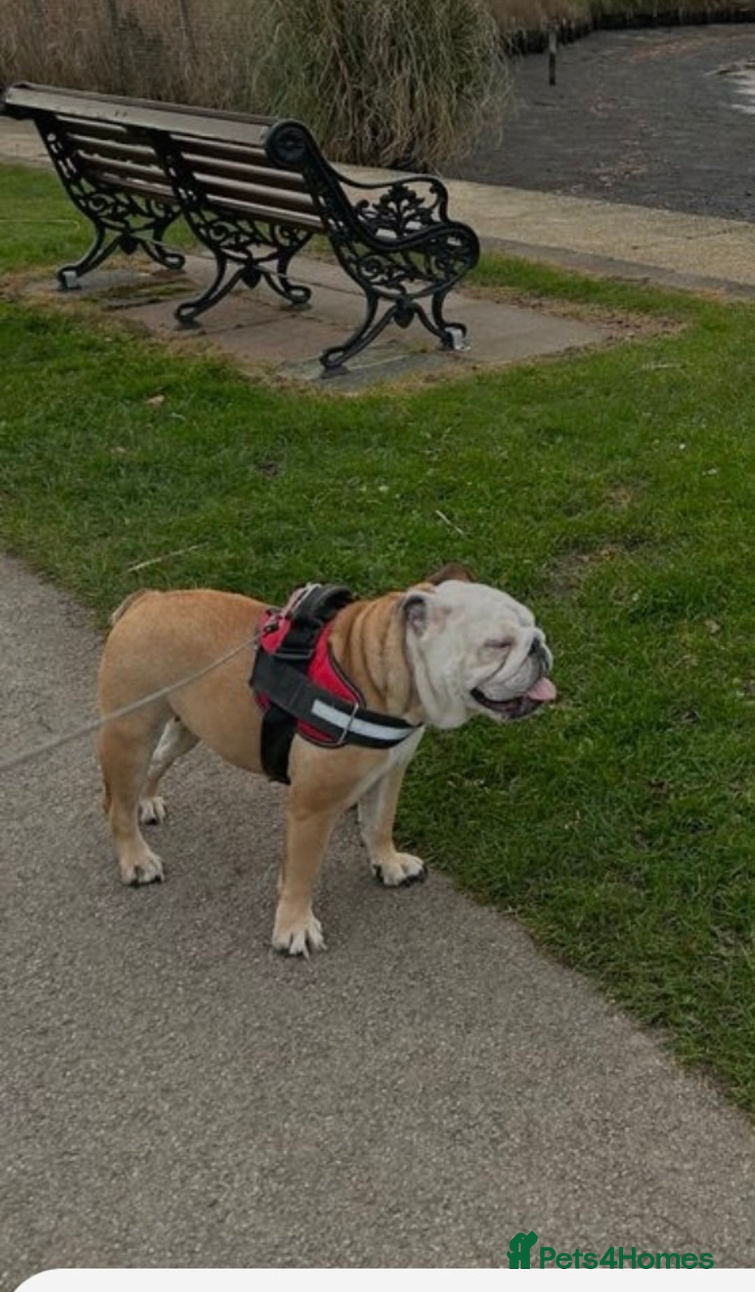 English Bulldog dogs for sale: Beautiful healthy boy  - Image 5
