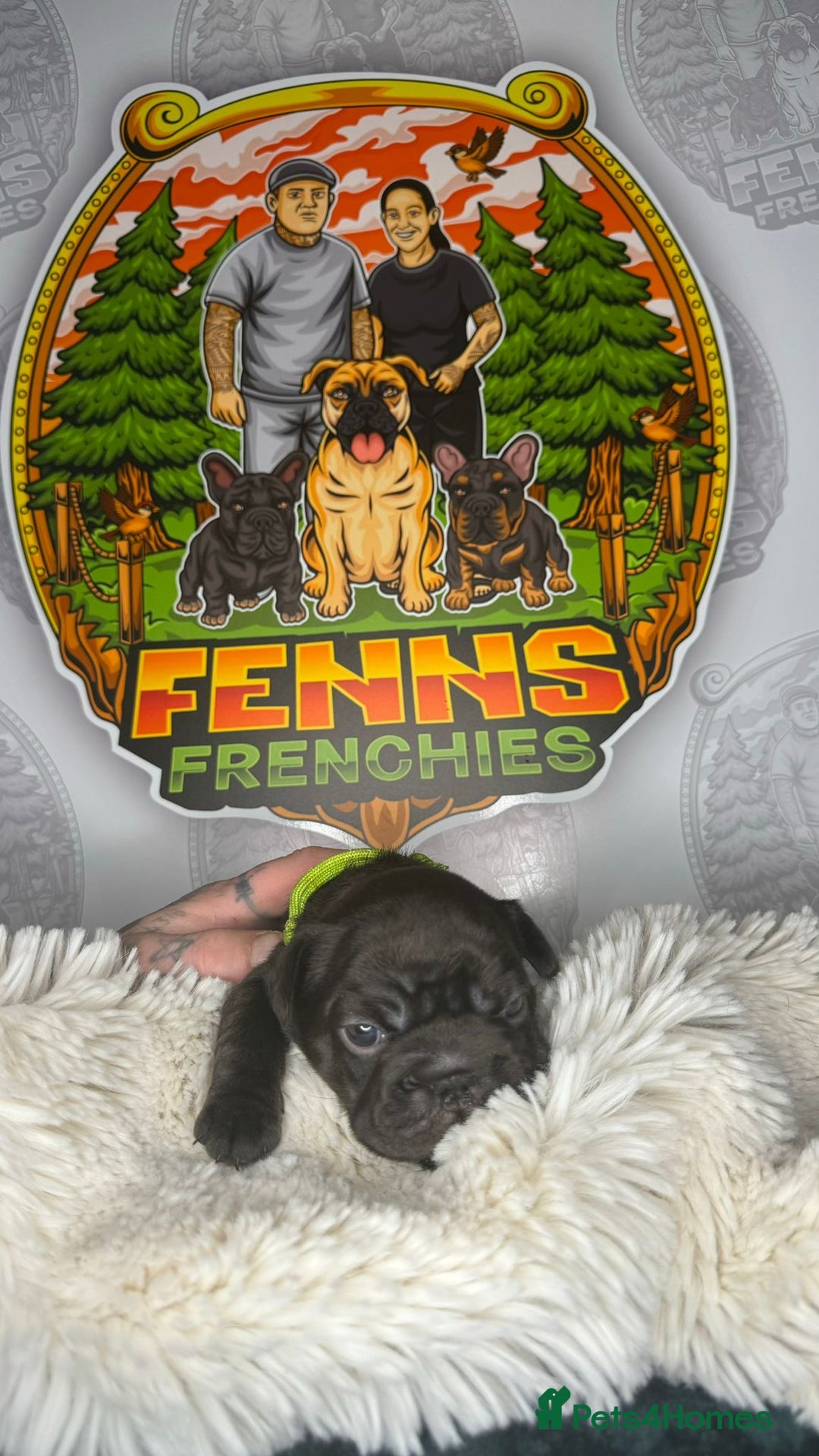 French Bulldog dogs for sale: Stunning litter of frenchies  - Advert 9