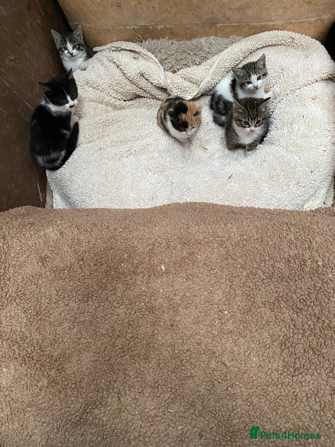 Mixed Breed cats for sale: Beautiful Kittens - Advert 5
