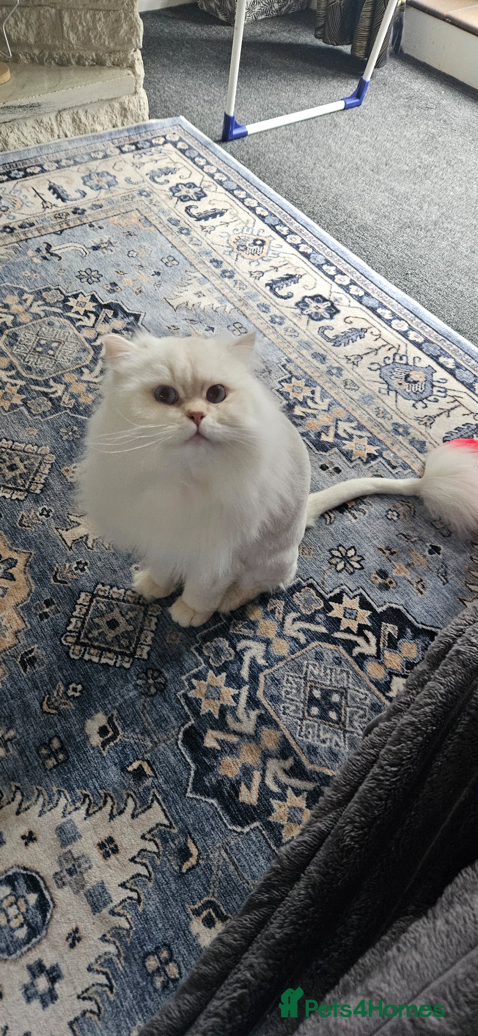 British Longhair cats Stunning Pedigree British Longhair – Male, 1 Year - Advert 1