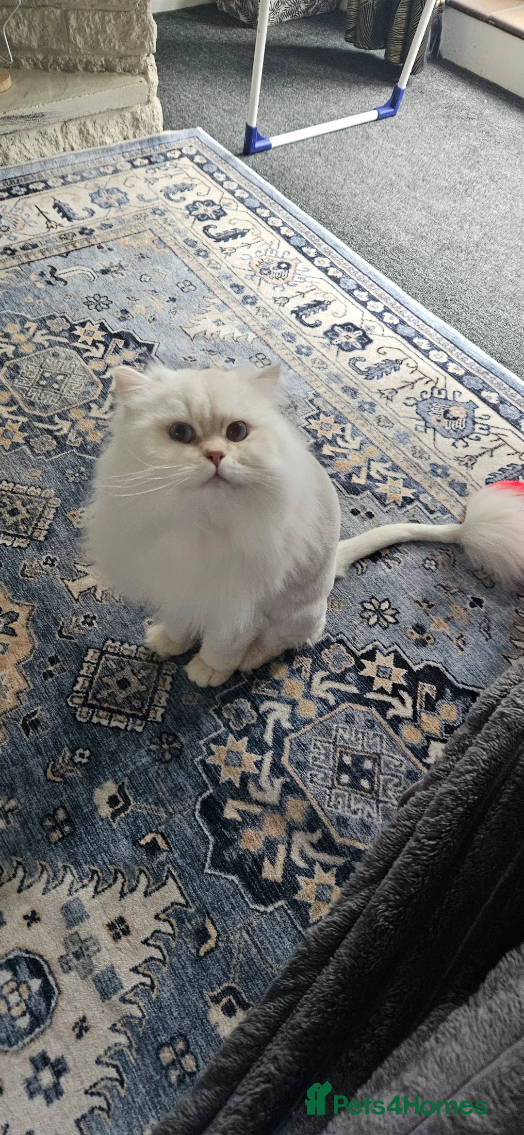 British Longhair cats for sale: Stunning Pedigree British Longhair – Male, 1 Year in Telford - Advert 1