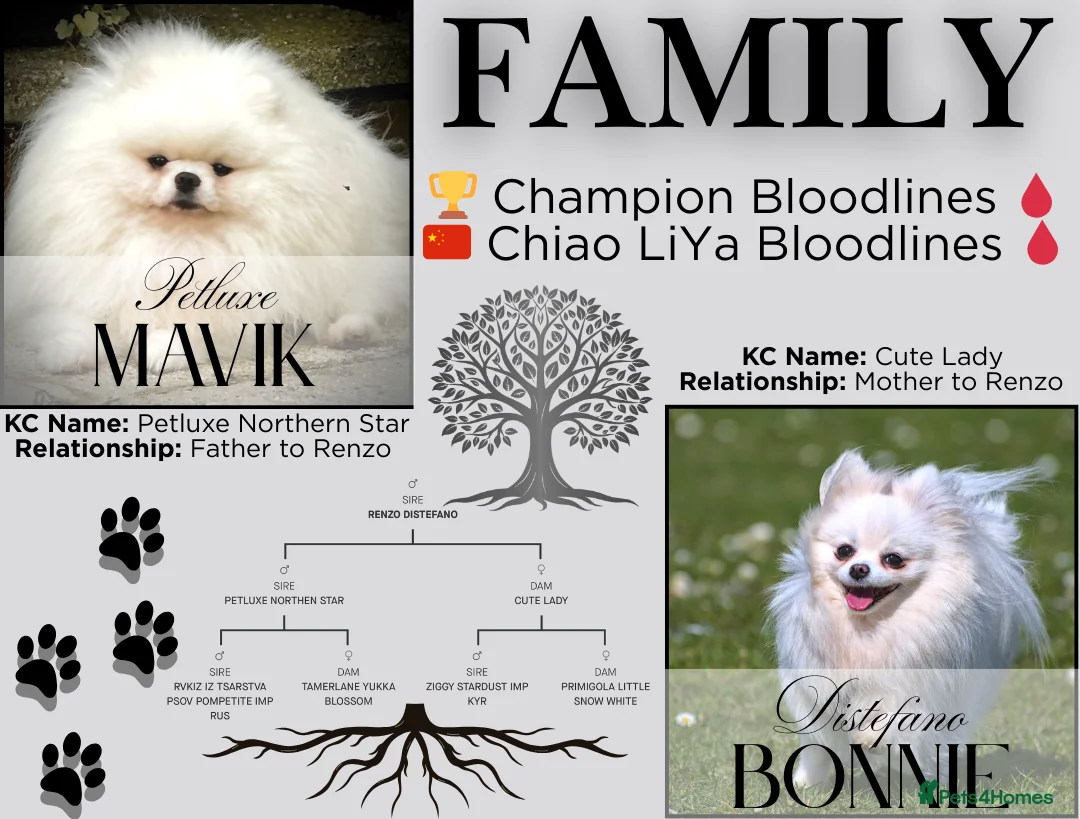 Pomeranian dogs for stud: ❄️ White compact KC Pomeranian (STUD) - Advert 2