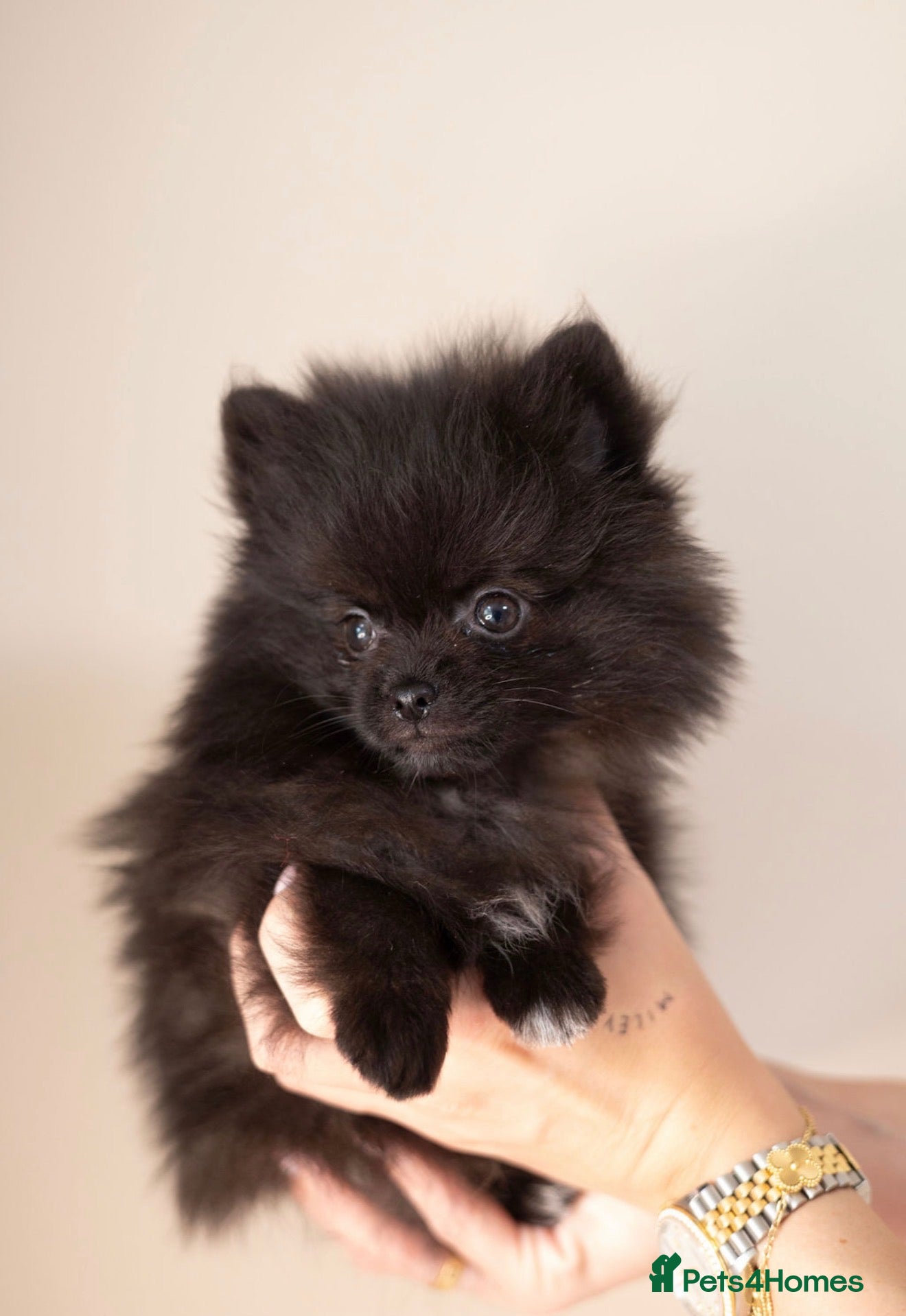 Pomeranian dogs Fully vaccinated Beautiful boys ready to go  - Advert 6