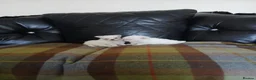 Maltese dogs for sale: Maltese  in Carluke - Advert 7