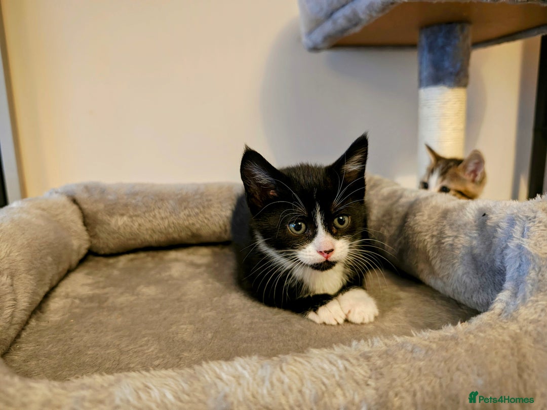 Mixed Breed cats for sale: Bengal Marble & British Shorthair  - Advert 12