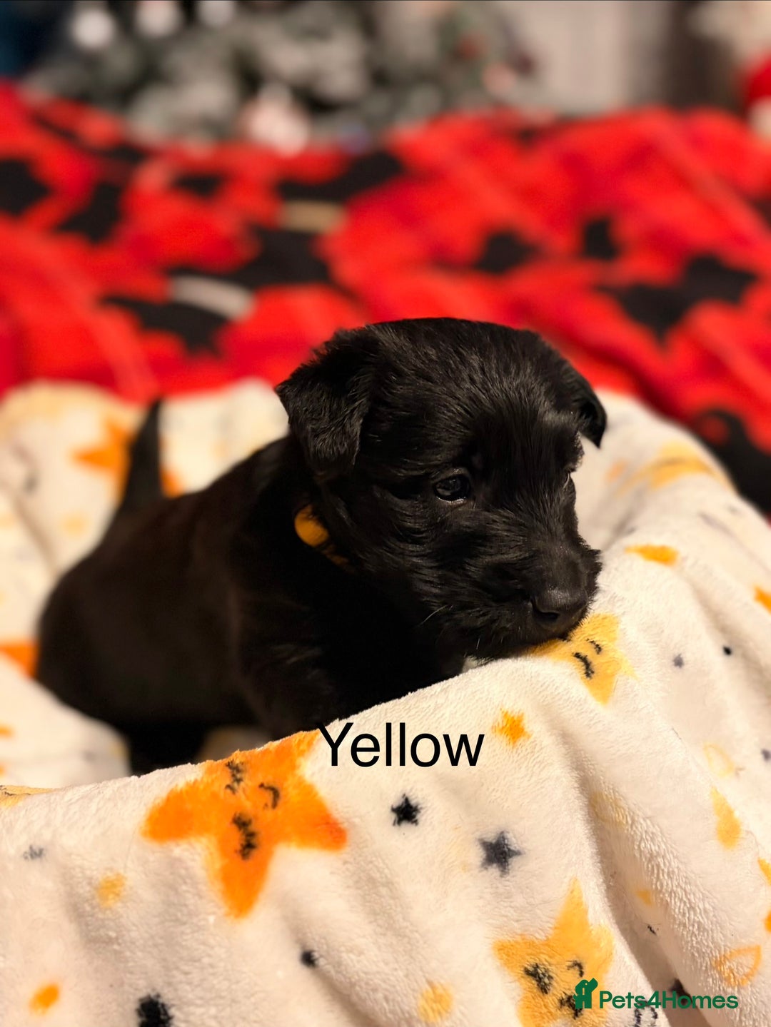 Scottish Terrier dogs for sale: 2 beautiful Scottish terrier boys available  - Advert 4