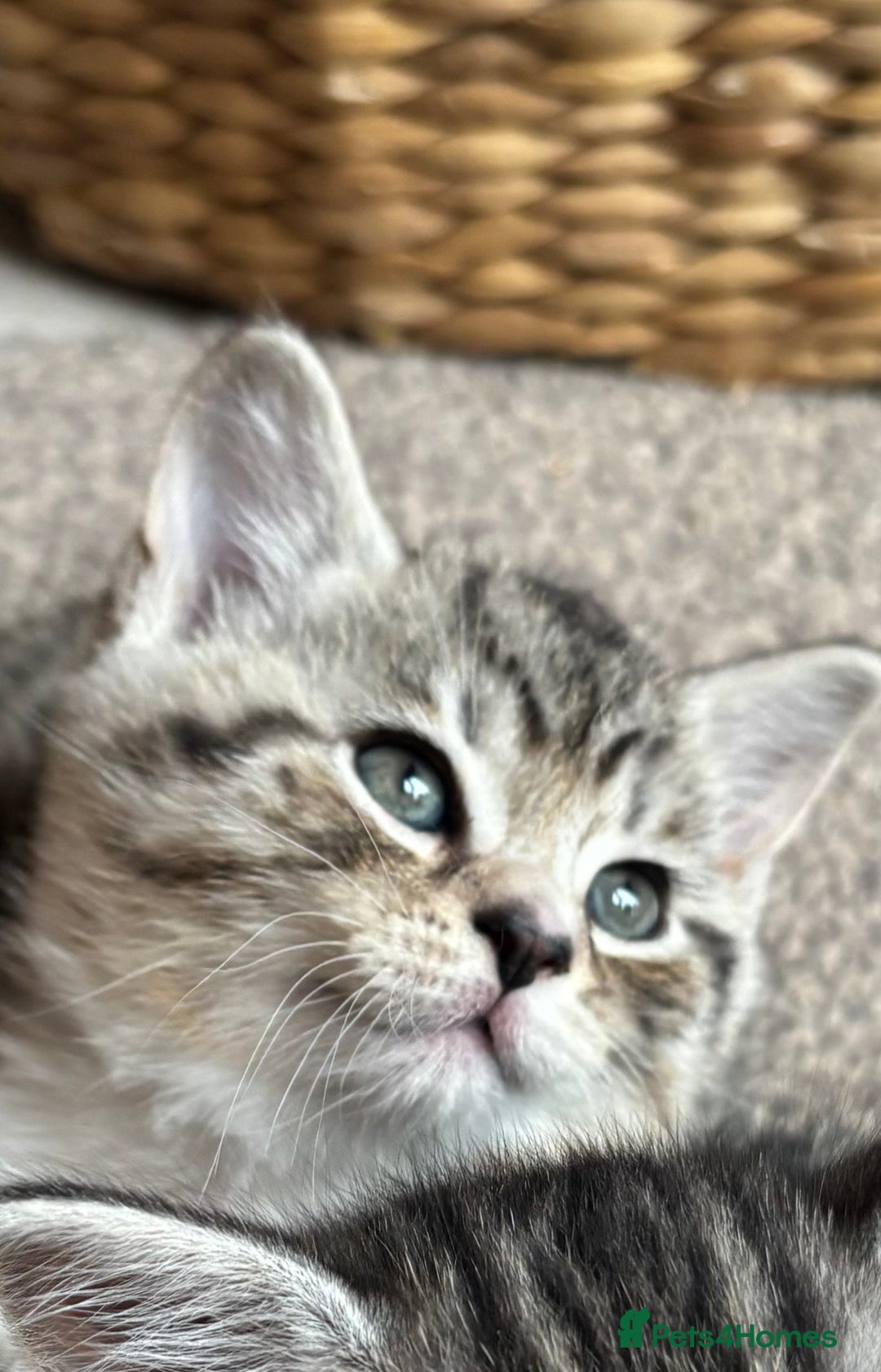 Mixed Breed cats for sale: Beautiful mixed breed kittens  - Image 3