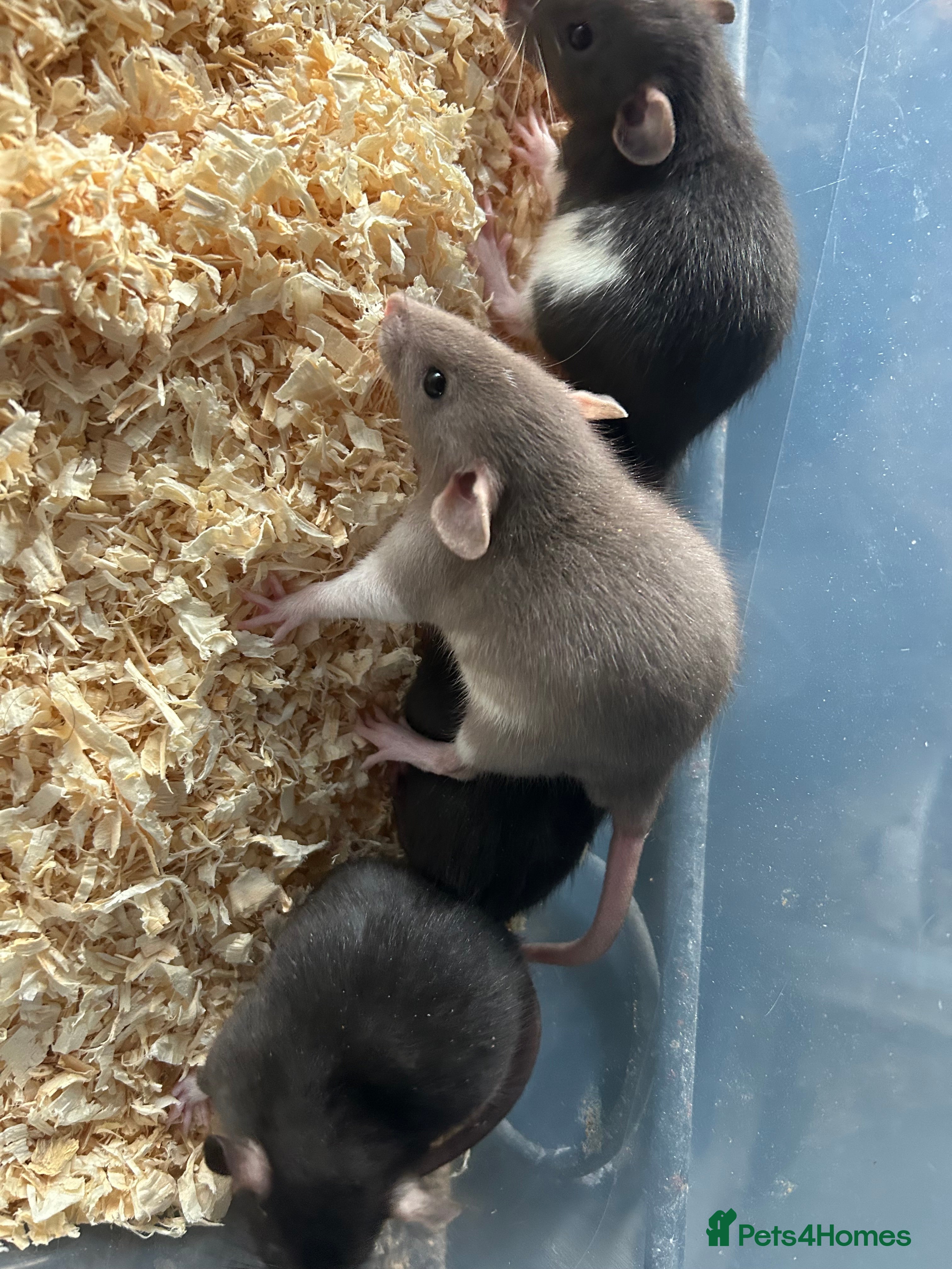 Rat rodents Beautiful baby rats for sale  - Advert 2