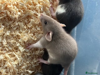 Rat rodents Beautiful baby rats for sale - Advert 1