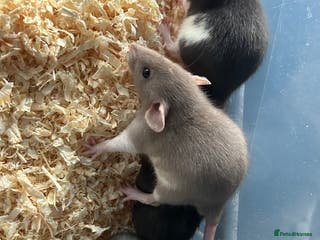 Rat rodents Beautiful baby rats for sale - Advert 9