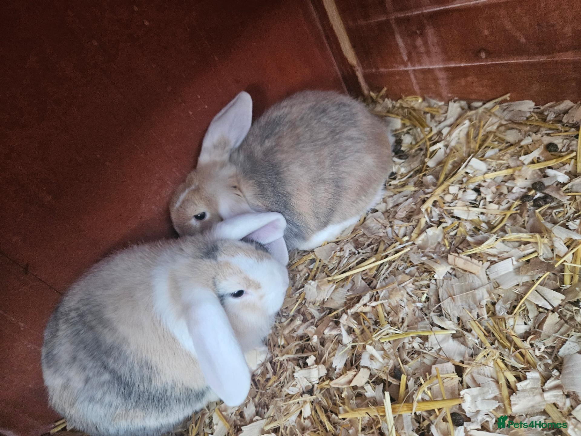 Mixed Breed rabbits for sale: Mini lops   - Advert 17