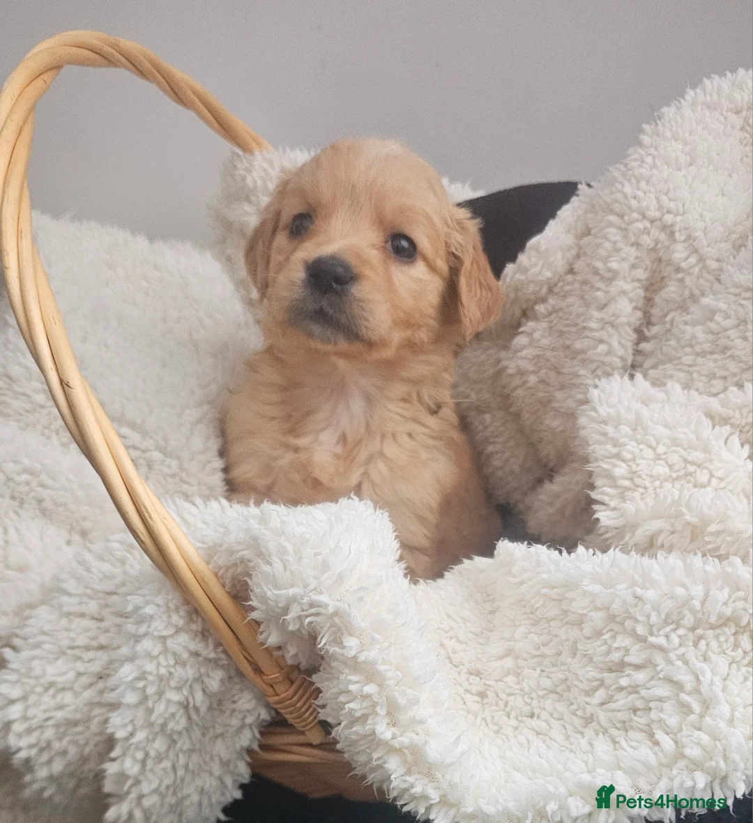 Golden Retriever dogs for sale: Amazing shades long awaited litter - Advert 26