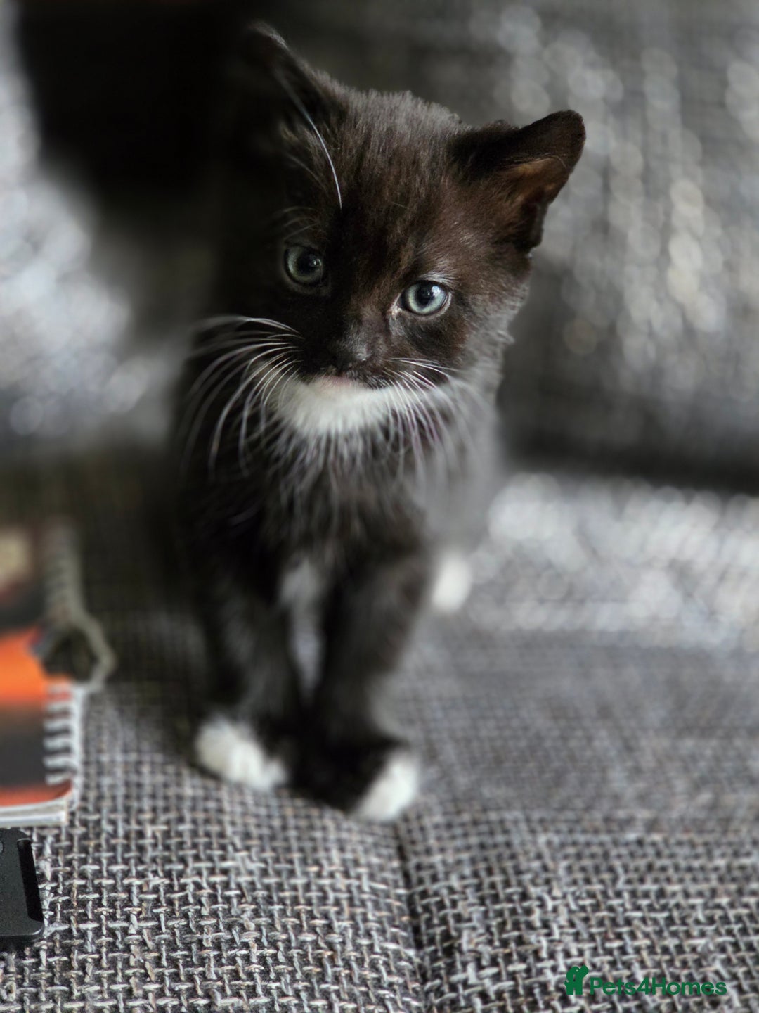 British Shorthair cats for sale: British Shorthair x Siberian Kittens  - Advert 7