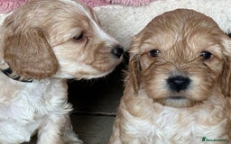 Cockapoo dogs for sale: F1 Cockapoo Puppies 5⭐️⭐️⭐️⭐️⭐️ Breeder - Image 7