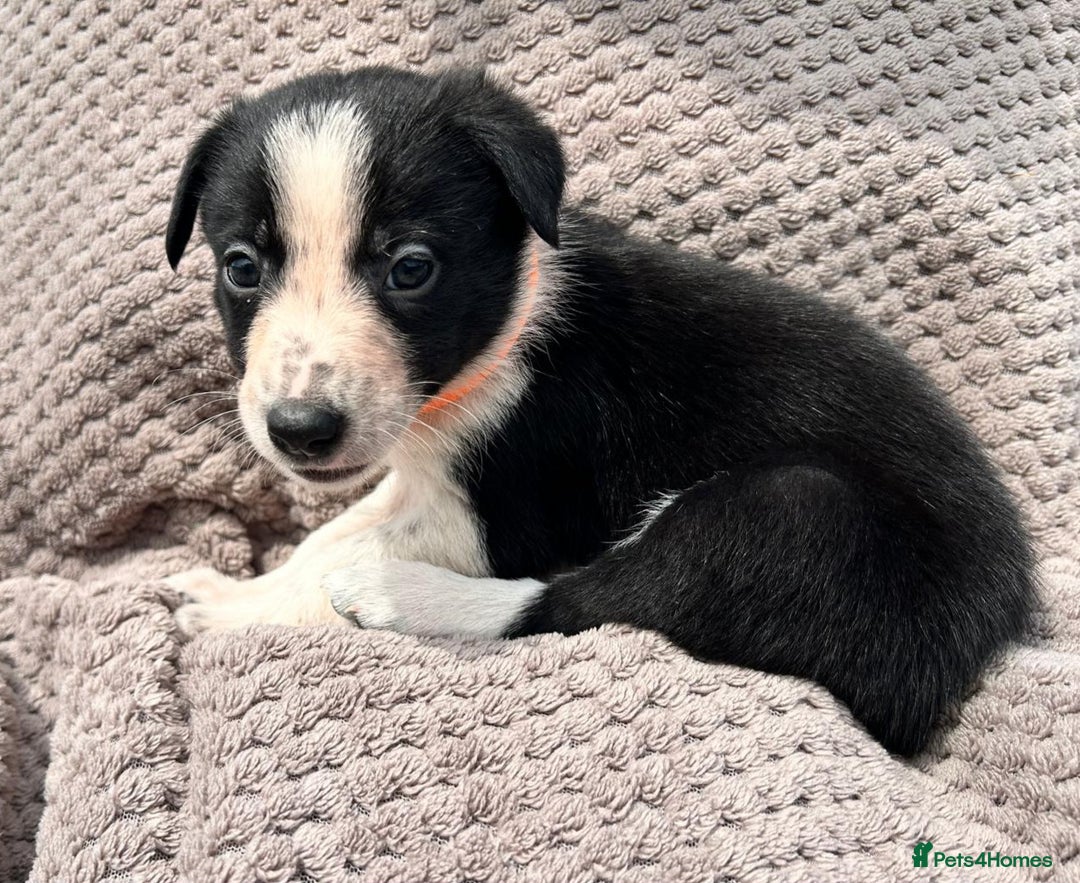 Border Collie dogs for sale: Border Collie Puppies for sale - Image 9