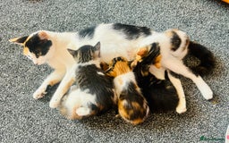 Mixed Breed cats for sale: 5 beautiful kittens for sale  - Image 14