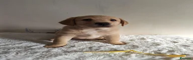 Labrador Retriever 8