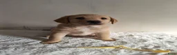 Labrador Retriever dogs for sale: Stunning Labrador Retriever Puppies Available - Advert 13