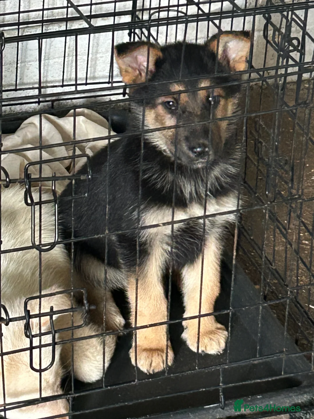 German Shepherd dogs for sale: German shepherd puppies  in Feltham - Advert 10