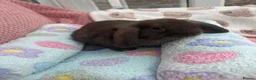 Mini Lop rabbits for sale: Mini lops-raised indoors-vaccinated  - Advert 38