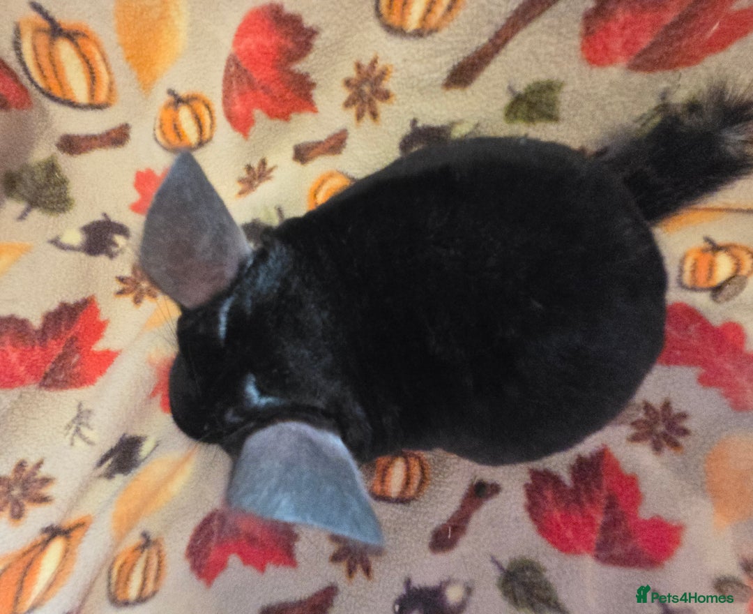 Chinchilla rodents for sale: Black pearl Carriers - Image 24