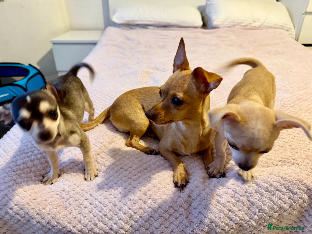Chihuahua dogs for sale: Stunning and lovely chihuahua puppies for sale - Advert 9