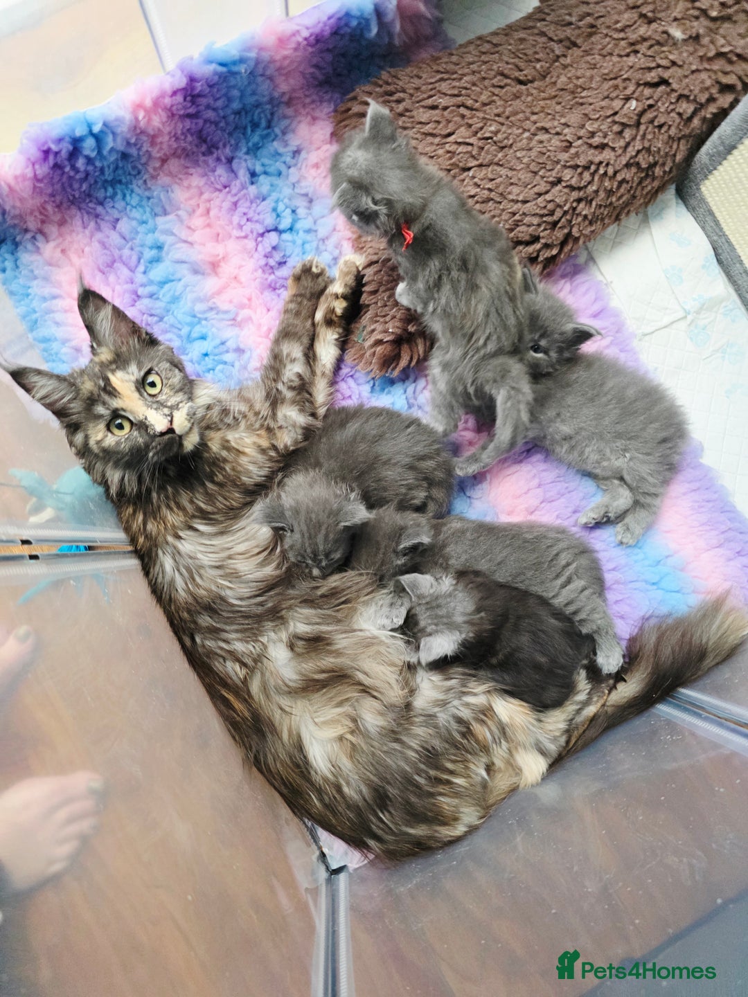 Maine Coon cats for sale: Two beautiful blue smoked mainecoon girls 4 sale  - Image 26