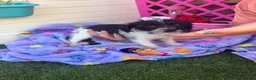 Mixed Breed dogs for sale:  4 Beautiful Jackapoos in Basildon - Advert 11