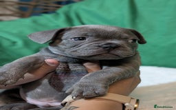 French Bulldog dogs for sale: Stunning French bulldog puppies 🐕 - Image 16