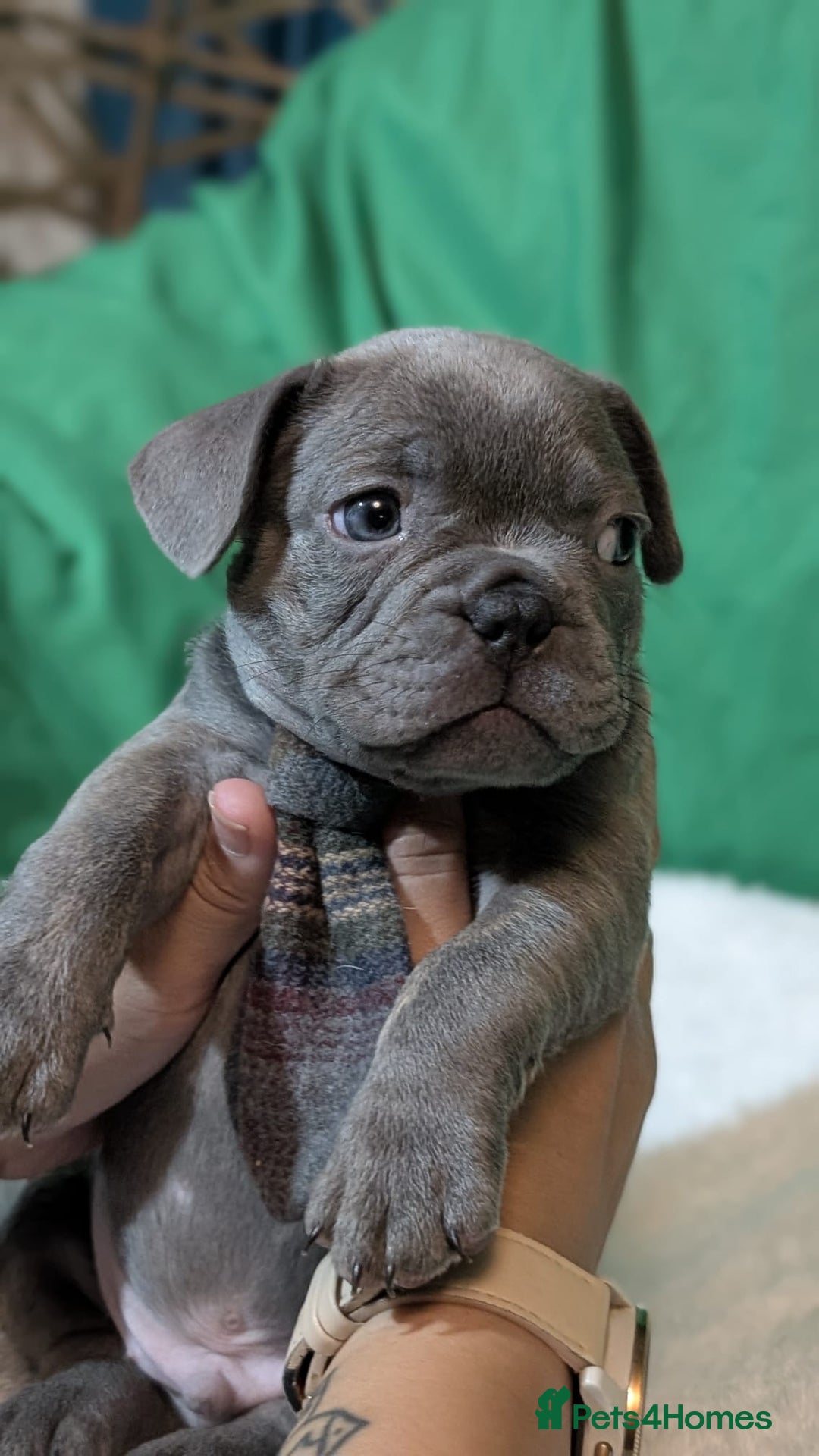 French Bulldog dogs for sale: Stunning French bulldog puppies 🐕 - Image 16