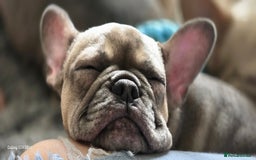 French Bulldog dogs for sale: GOLDEN French Bulldog  - Image 16