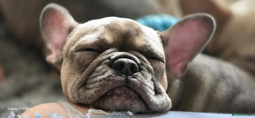 French Bulldog dogs for sale: GOLDEN French Bulldog  - Image 16