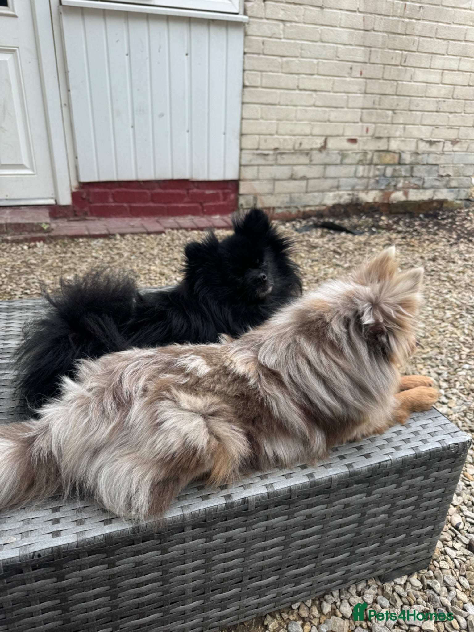 Pomeranian dogs Merle Pomeranians - Advert 6