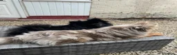 Pomeranian dogs for sale: Merle Pomeranians in Hull - Advert 1