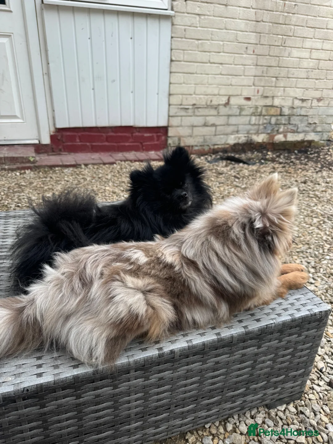 Pomeranian dogs for sale: Merle Pomeranians in Hull - Advert 1