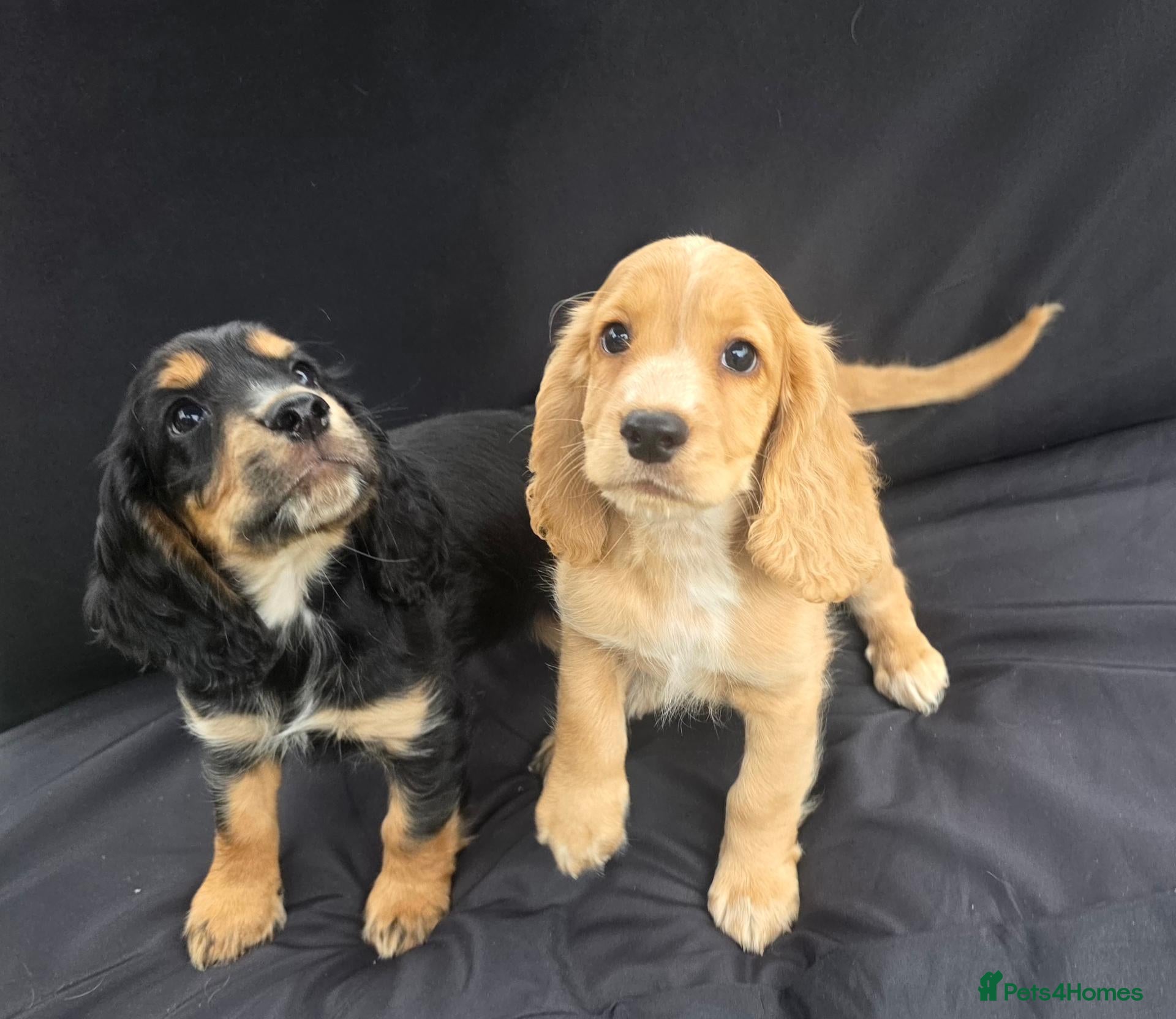 Cocker Spaniel dogs KC Reg health tested working cocker spaniel pups  - Advert 1