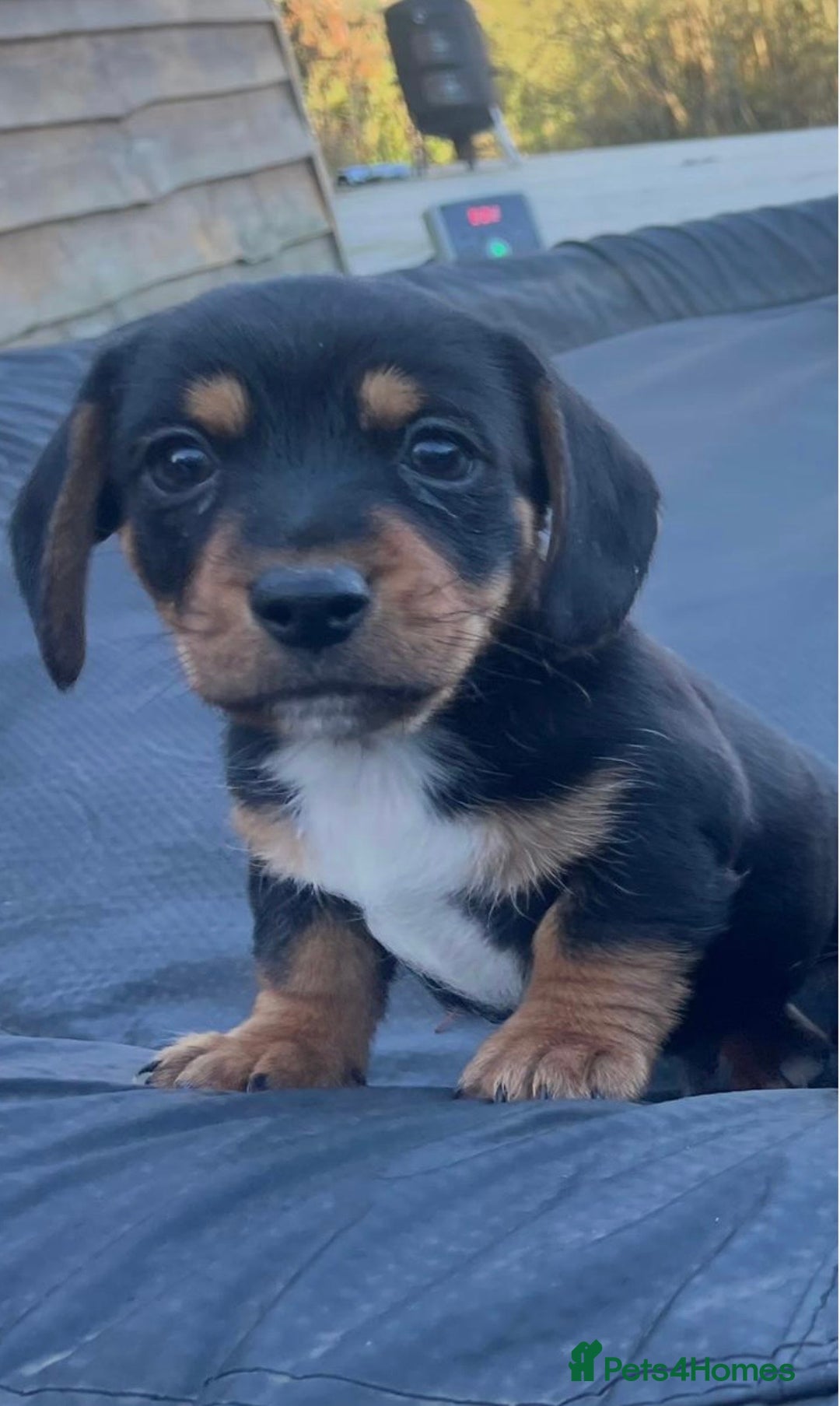 Dachshund dogs for sale: Miniature Dachshunds  - Advert 5