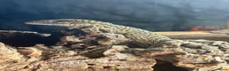 Monitor reptiles for sale: Adult proven breeder trio of ackie monitors  in Crook - Advert 6