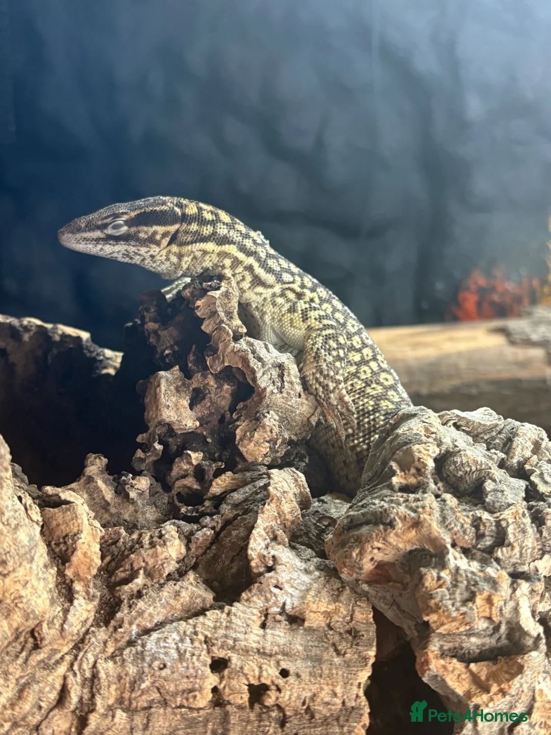 Monitor reptiles for sale: Adult proven breeder trio of ackie monitors  in Crook - Advert 6