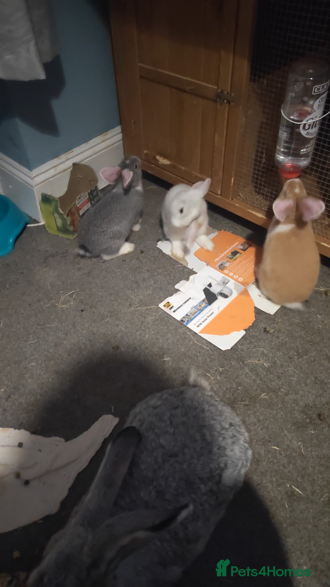 Flemish rabbits for sale: Pure flemish  - Image 8