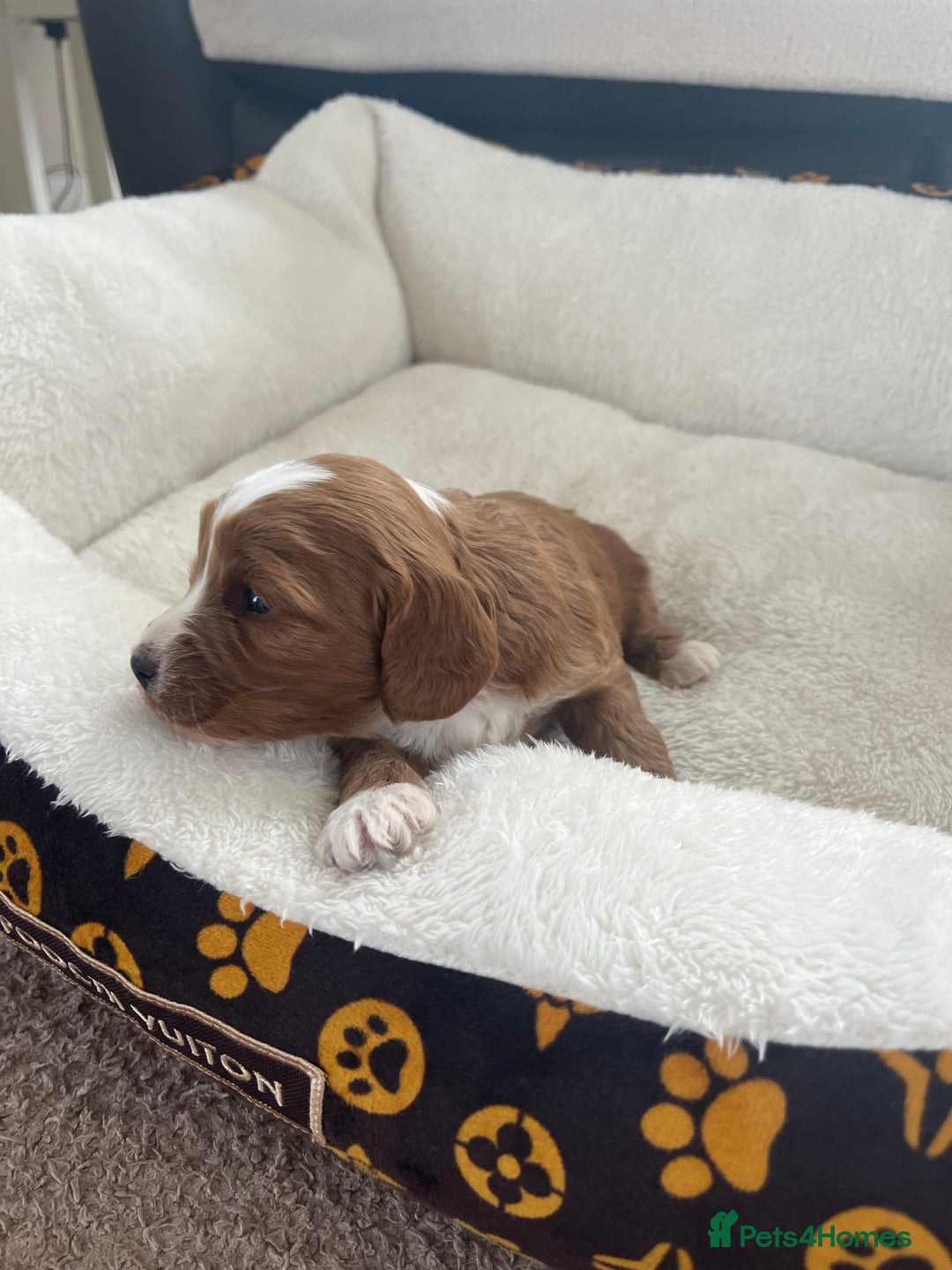Cockapoo dogs for sale: Gorgeous cockapoo puppies for sale - Advert 16