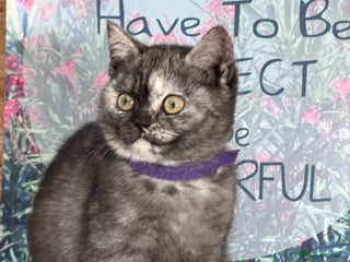 British Shorthair cats British shorthair kitten Tortie TICA - Advert 17
